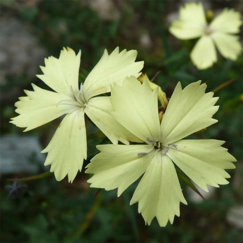 Dianthus knappii - Œillet de Knapp (Floraison)