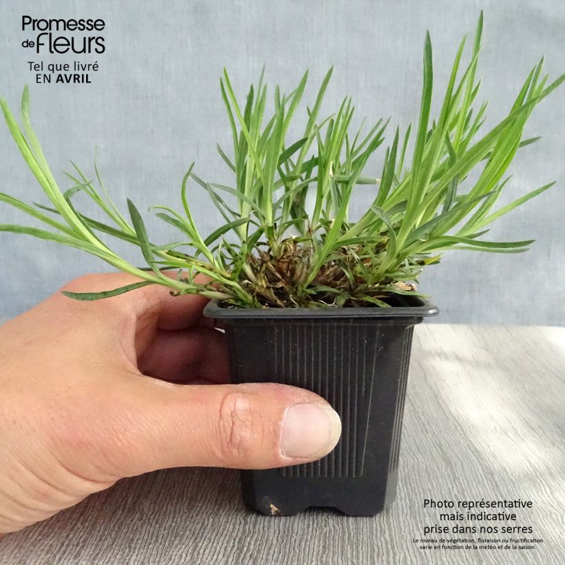 Spécimen de Dianthus knappii - Œillet de Knapp Godet de 8 cm tel que livré au printemps