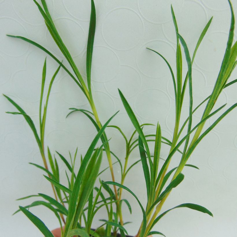 Dianthus knappii - Œillet de Knapp (Feuillage)