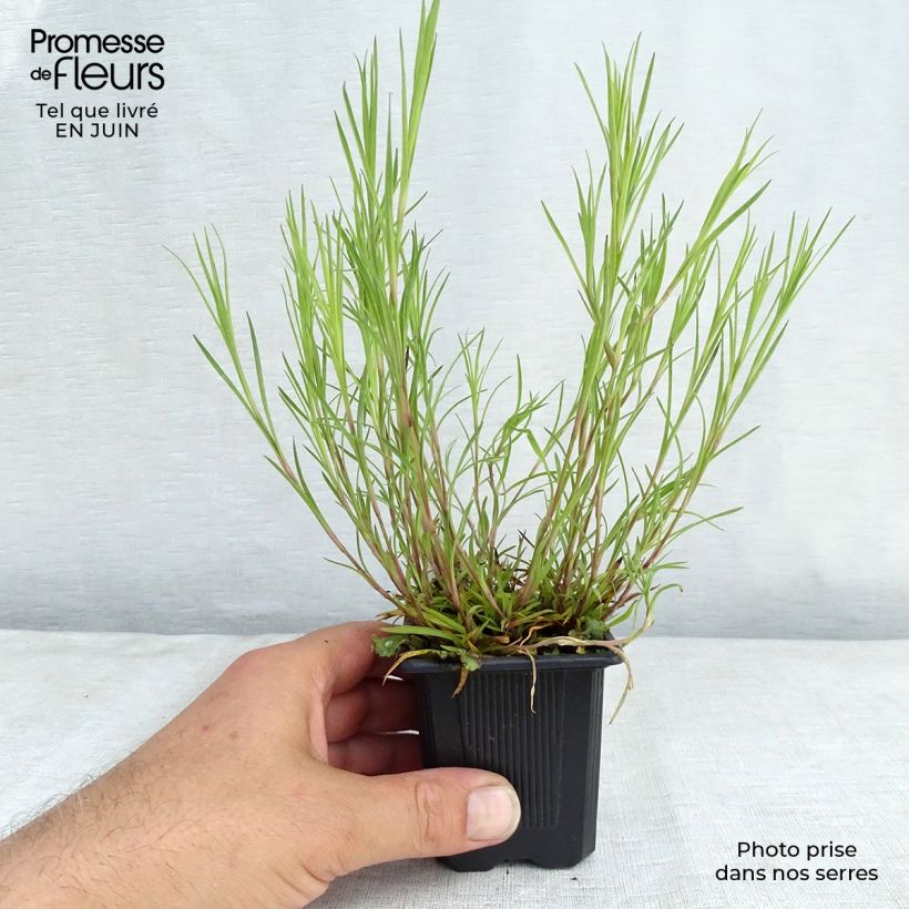 Spécimen de Dianthus knappii - Œillet de Knapp Godet de 8/9 cm tel que livré en été