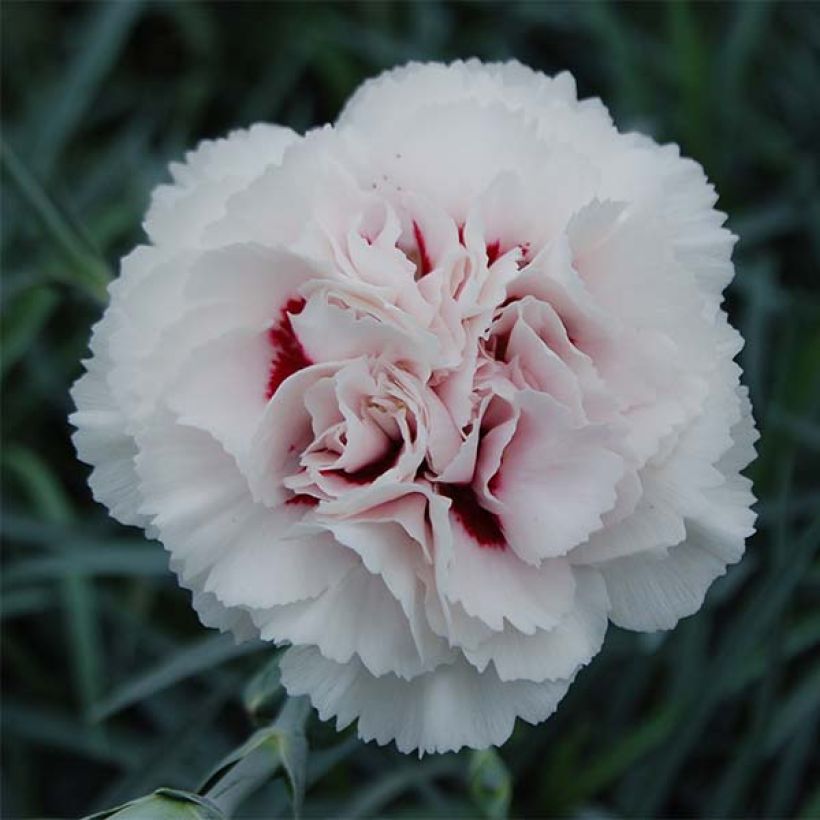 Dianthus plumarius Cranmere Pool - Oeillet mignardise (Floraison)