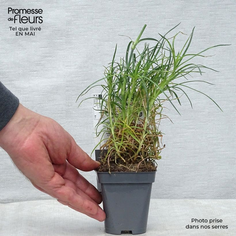 Spécimen de Dianthus plumarius Cranmere Pool - Oeillet mignardise Godet de 8 cm tel que livré au printemps