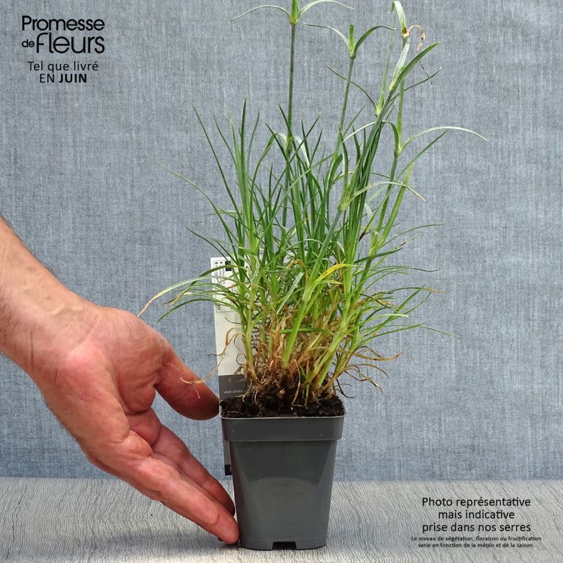 Spécimen de Dianthus plumarius Cranmere Pool - Oeillet mignardise Godet de 7/8 cm tel que livré en été