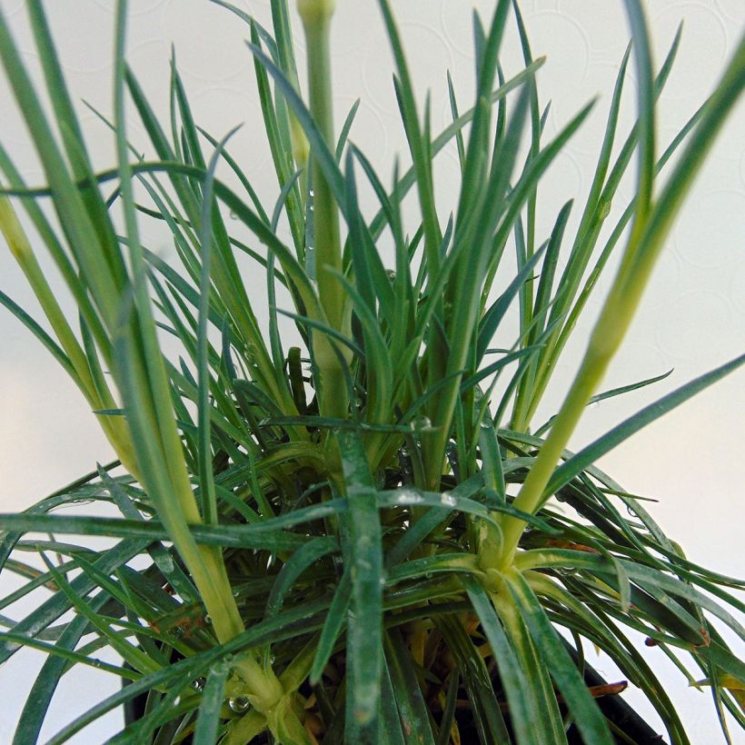 Dianthus plumarius Cranmere Pool - Oeillet mignardise (Feuillage)