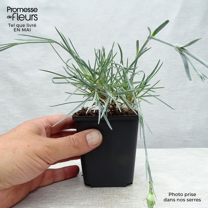 Spécimen de Dianthus plumarius David - Oeillet mignardise rouge vif. Godet de 9cm tel que livré au printemps