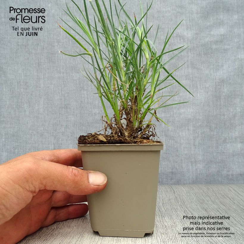 Spécimen de Dianthus plumarius David - Oeillet mignardise rouge vif. Godet de 8/9 cm tel que livré en été