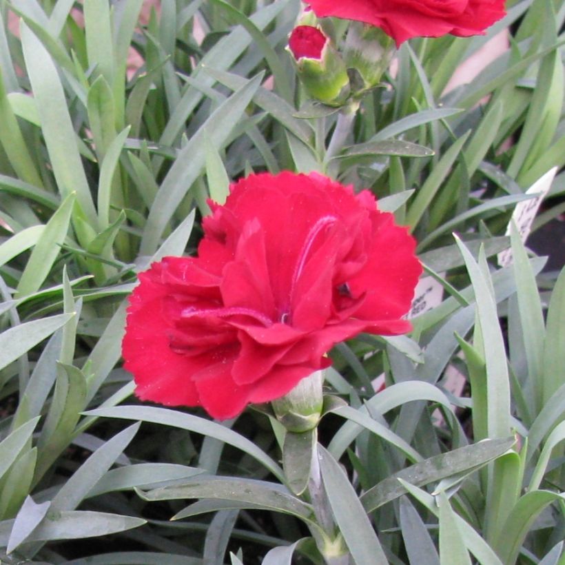 Dianthus plumarius Desmond - Oeillet mignardise rouge foncé (Floraison)