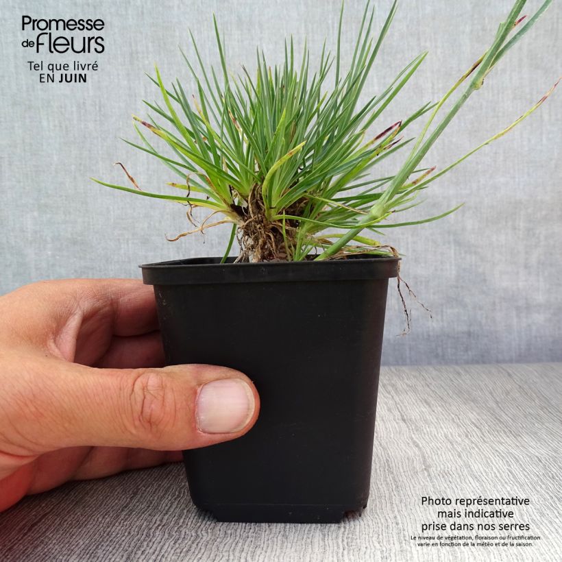 Spécimen de Dianthus plumarius Desmond - Oeillet mignardise rouge foncé Godet de 8/9 cm tel que livré en été