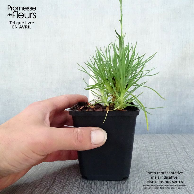 Spécimen de Dianthus plumarius Desmond - Oeillet mignardise rouge foncé Godet de 8 cm tel que livré au printemps