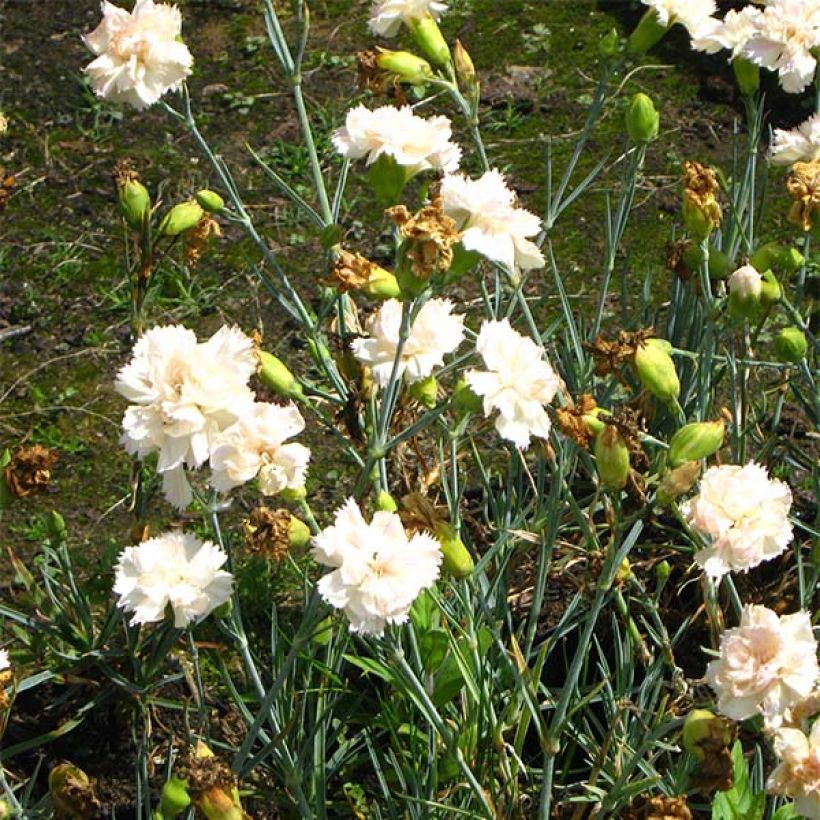 Dianthus plumarius Devon Cream - Oeillet mignardise (Floraison)
