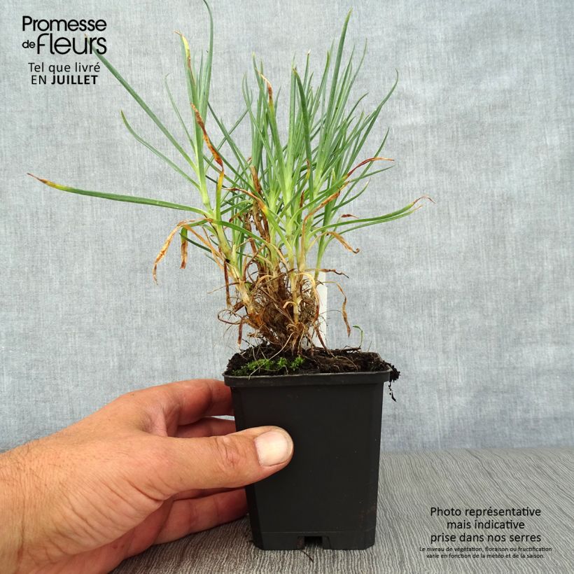 Spécimen de Dianthus plumarius Devon Cream - Oeillet mignardise Godet de 8/9 cm tel que livré en été