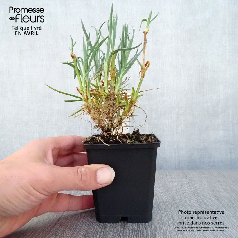 Spécimen de Dianthus plumarius Devon Cream - Oeillet mignardise Godet de 8 cm tel que livré au printemps