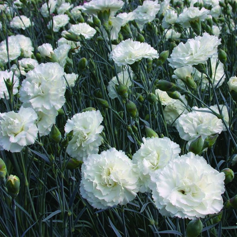 Dianthus plumarius Devon Dove - Oeillet mignardise. (Floraison)