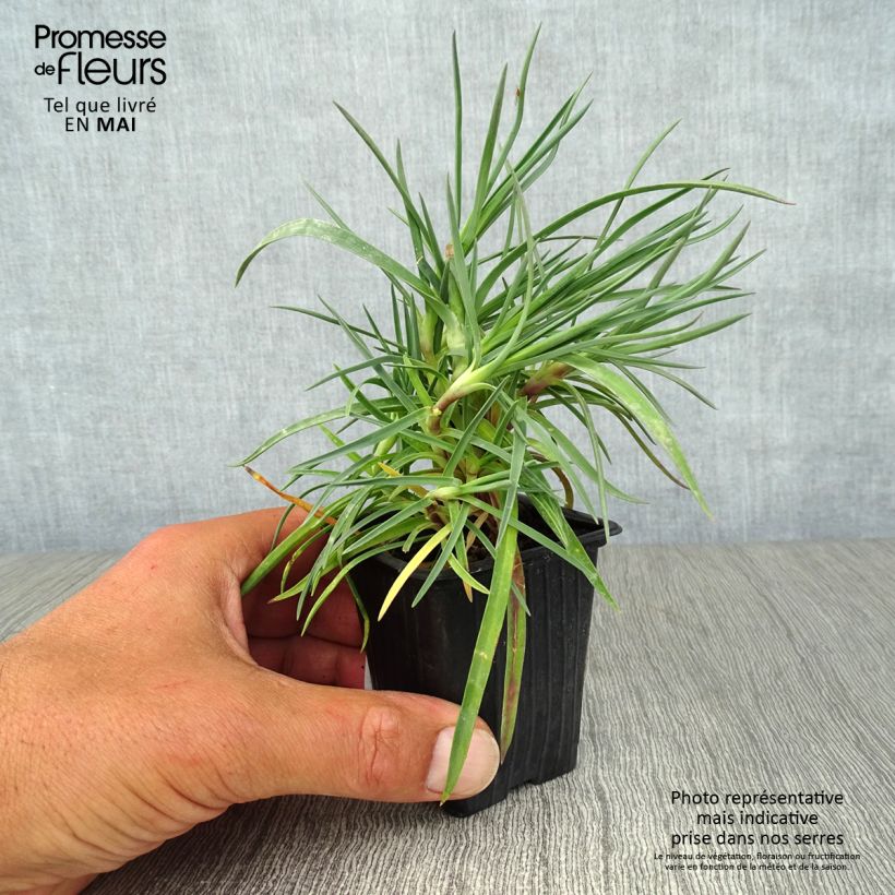 Spécimen de Dianthus plumarius Devon Dove - Oeillet mignardise. Godet de 8 cm tel que livré au printemps