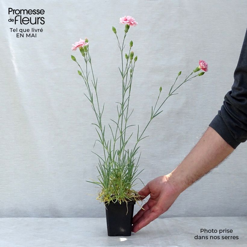 Spécimen de Dianthus plumarius Doris - Oeillet mignardise rose saumon et pourpre Godet de 8/9cm tel que livré au printemps