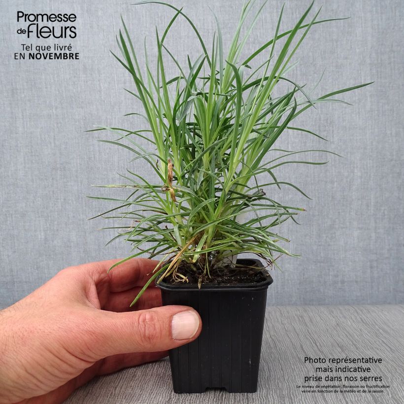Spécimen de Dianthus plumarius Doris - Oeillet mignardise rose saumon et pourpre Godet de 8/9 cm tel que livré en automne