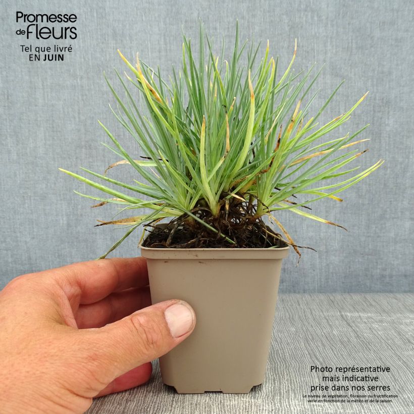 Spécimen de Dianthus plumarius Doris - Oeillet mignardise rose saumon et pourpre Godet de 8/9 cm tel que livré en été