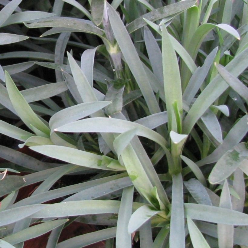 Dianthus plumarius Flore Pleno Albus - Oeillet migardise blanc double (Feuillage)