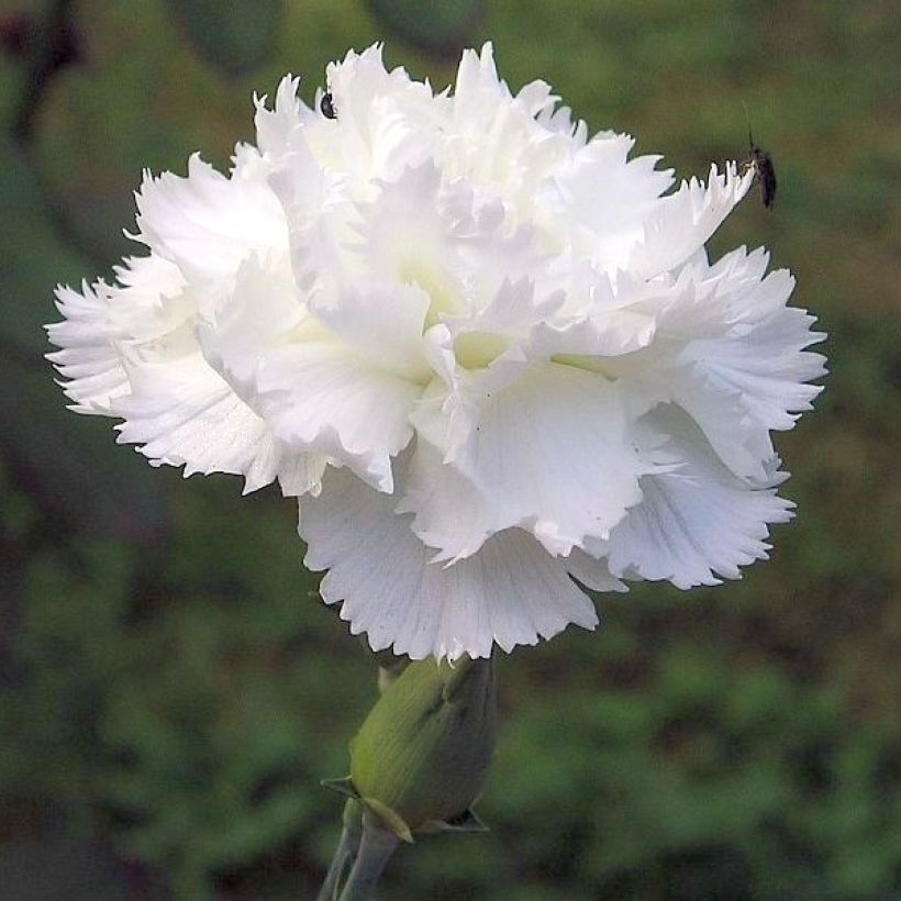 Dianthus plumarius Flore Pleno Albus - Oeillet migardise blanc double (Floraison)