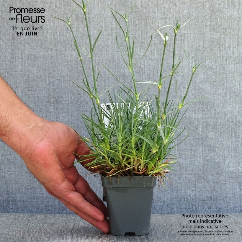 Spécimen de Dianthus plumarius Gran's Favourite - Oeillet mignardise Godet de 8/9 cm tel que livré en été