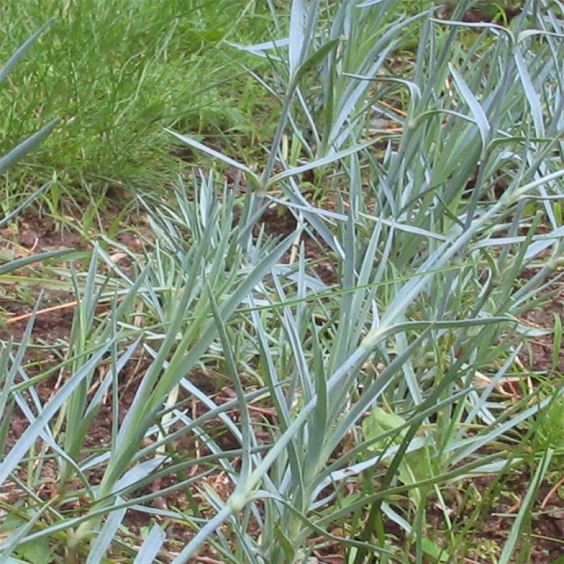 Dianthus plumarius Haytor white - Oeillet mignardise blanc (Feuillage)