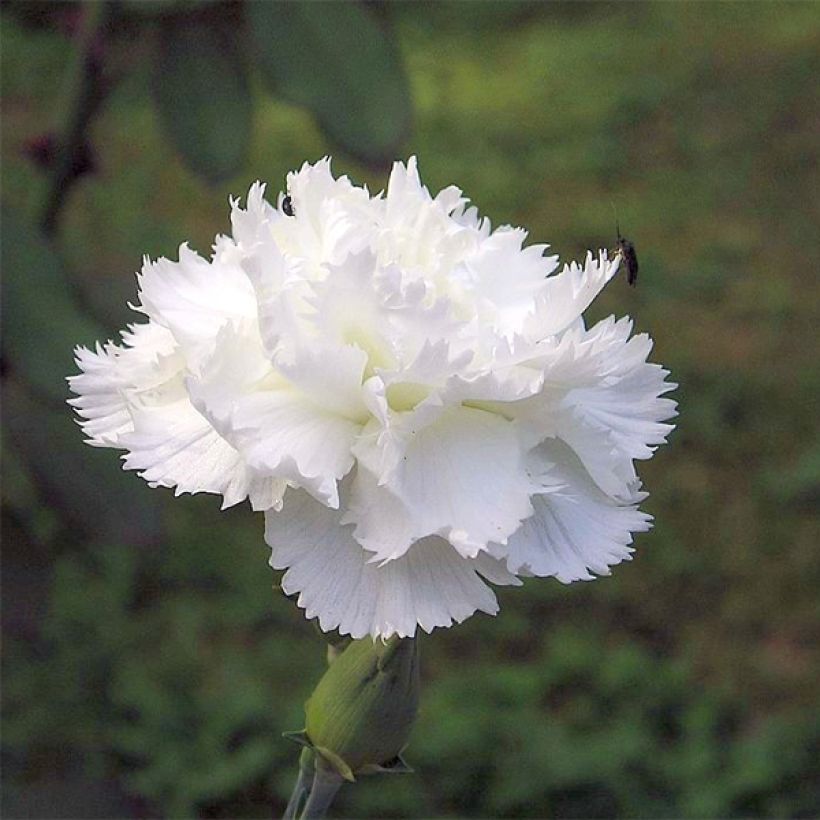 Dianthus plumarius Haytor white - Oeillet mignardise blanc (Floraison)
