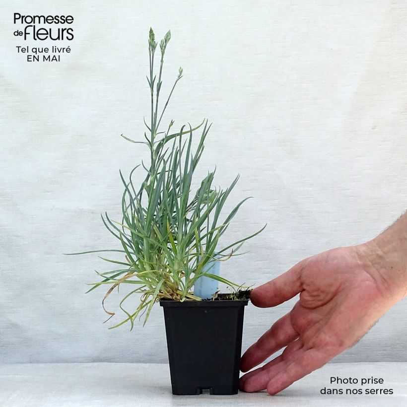 Spécimen de Dianthus plumarius Haytor white - Oeillet mignardise blanc Godet de 9cm tel que livré au printemps