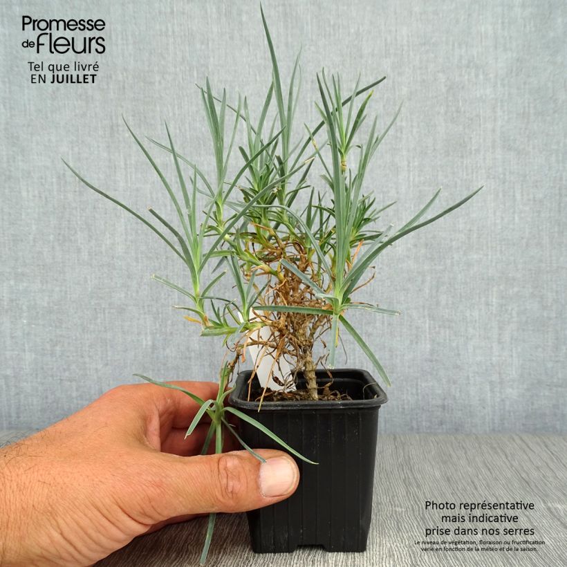Spécimen de Dianthus plumarius Haytor white - Oeillet mignardise blanc Godet de 8/9 cm tel que livré en été