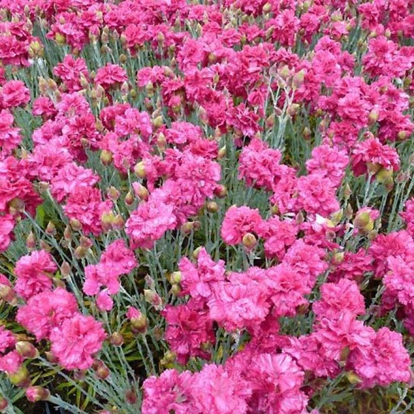 Dianthus plumarius Heidi - Oeillet mignardise  (Floraison)