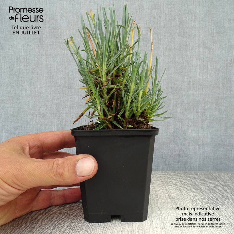 Spécimen de Dianthus plumarius Heidi - Oeillet mignardise  Godet de 8/9 cm tel que livré en été