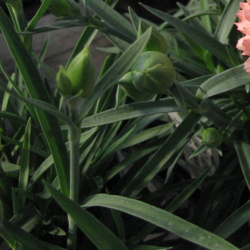 Dianthus plumarius Helen - Oeillet mignardise double, rose saumoné clair (Feuillage)