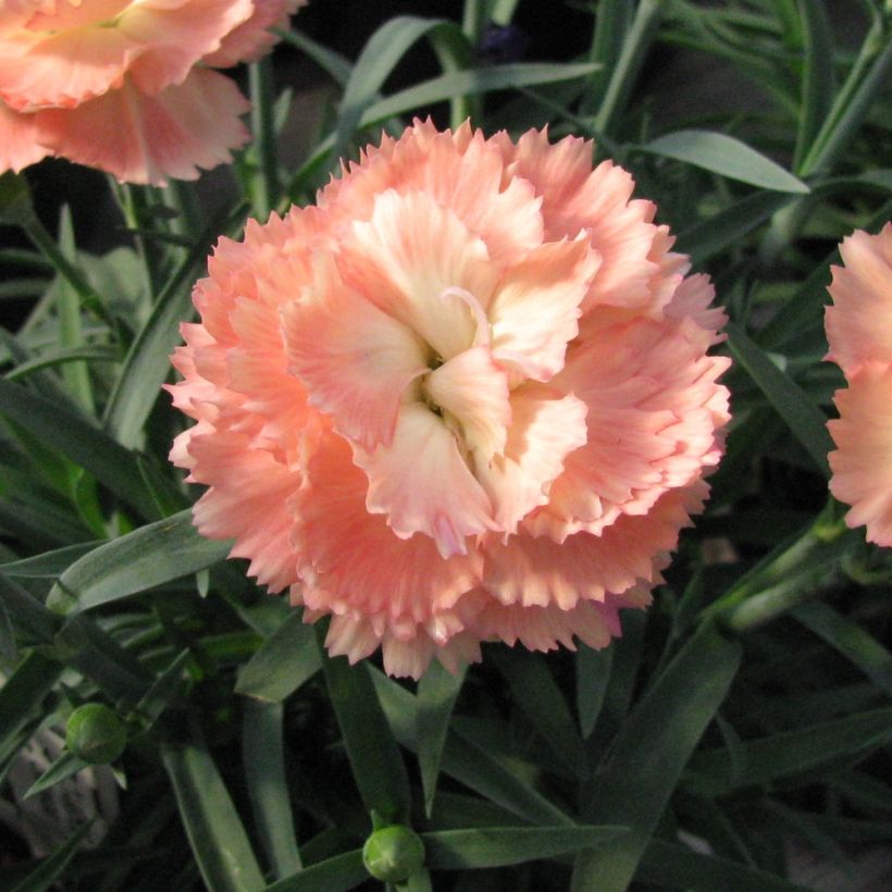 Dianthus plumarius Helen - Oeillet mignardise double, rose saumoné clair (Floraison)