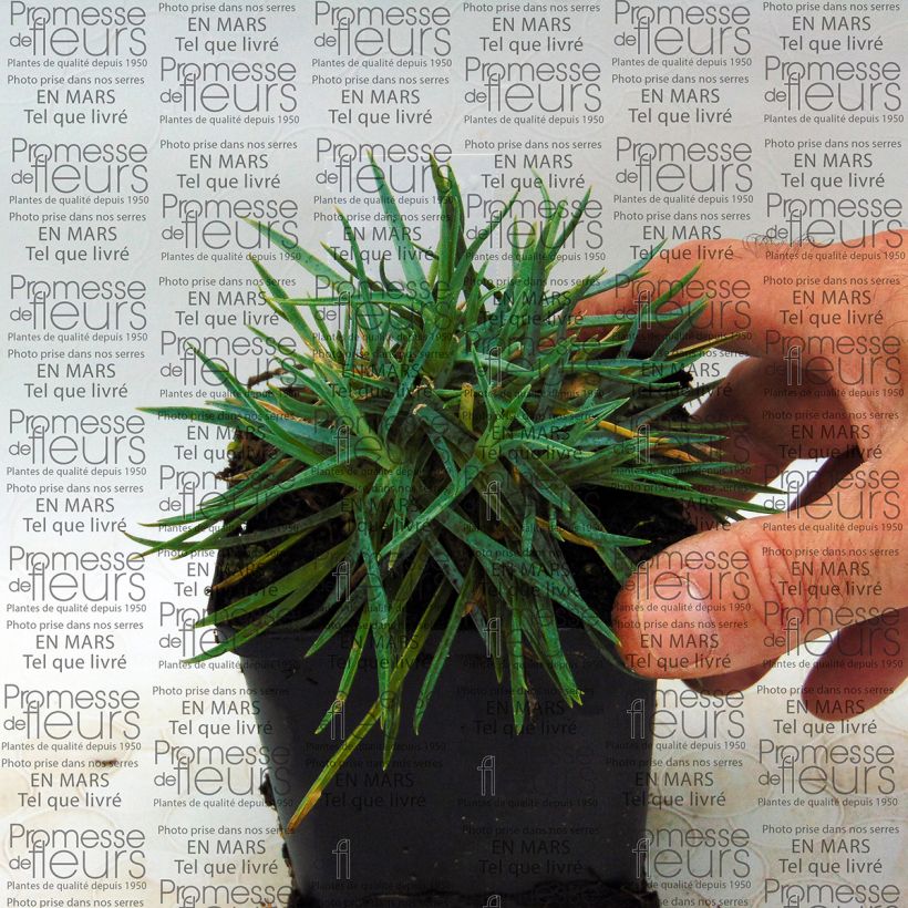 Exemple de spécimen de Dianthus plumarius Helen - Oeillet mignardise double, rose saumoné clair Godet de 9cm tel que livré