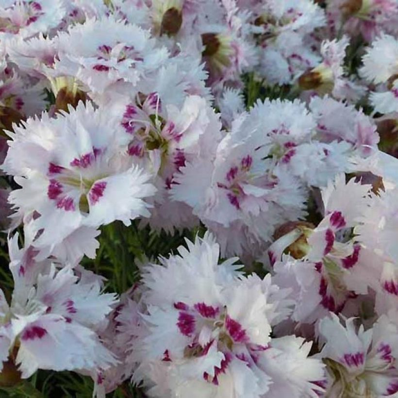 Dianthus plumarius Ine - Oeillet mignardise (Floraison)