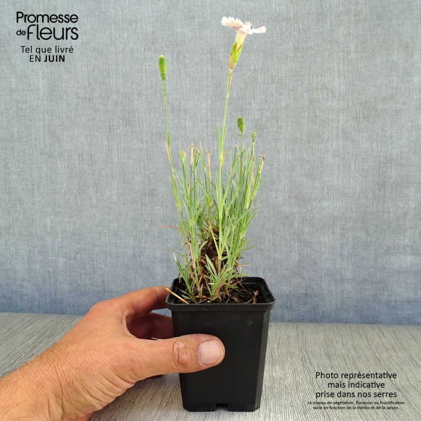 Spécimen de Dianthus plumarius Ine - Oeillet mignardise Godet de 8/9 cm tel que livré en été