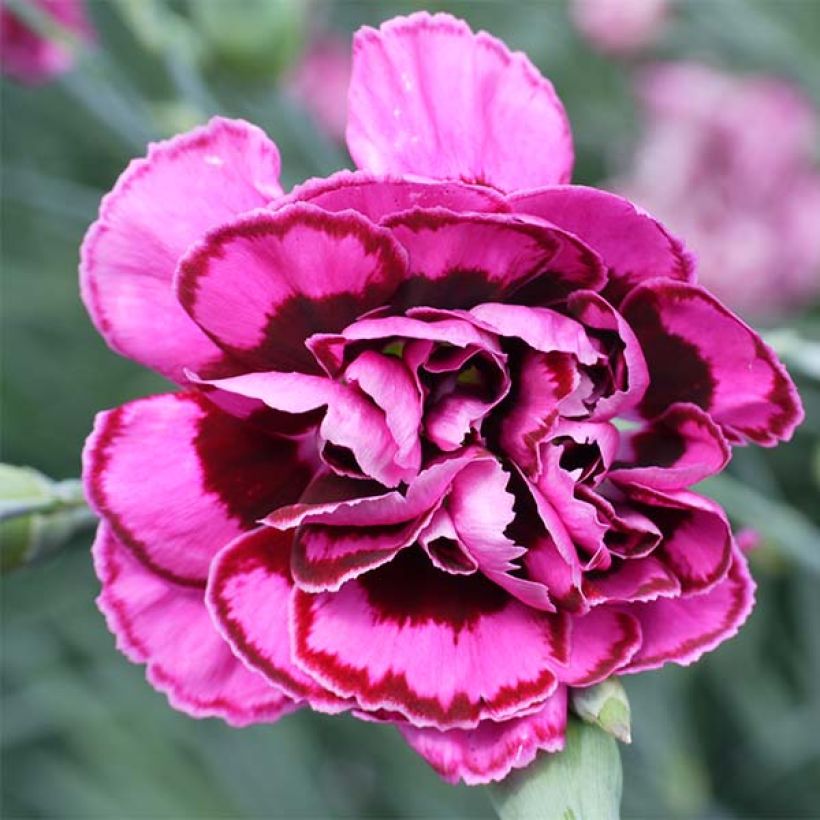 Dianthus plumarius Laced Monarch - Oeillet mignardise (Floraison)