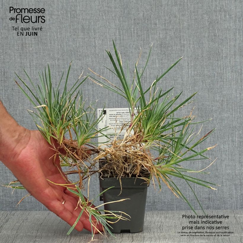 Spécimen de Dianthus plumarius Laced Monarch - Oeillet mignardise Godet de 8/9 cm tel que livré en été