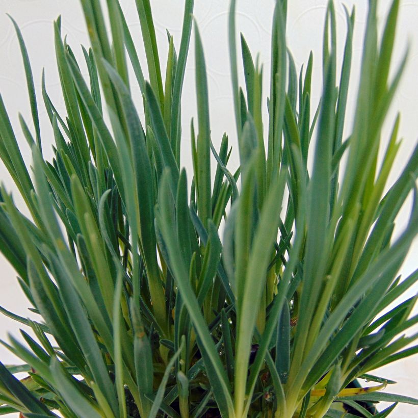 Dianthus plumarius Laced Monarch - Oeillet mignardise (Feuillage)