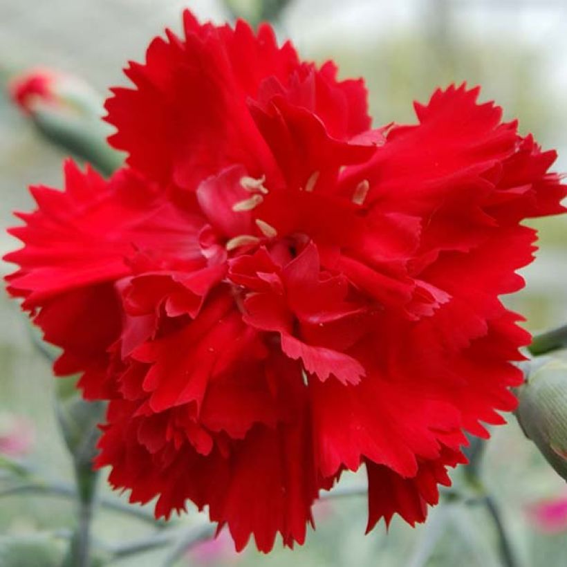 Dianthus plumarius Lady in Red - Oeillet mignardise (Floraison)