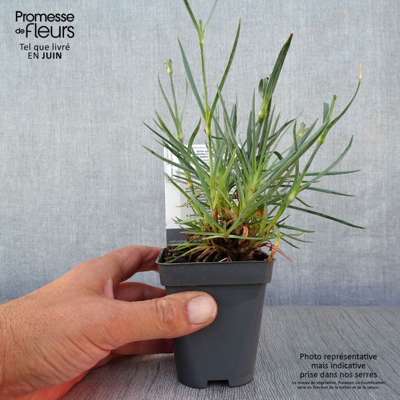 Spécimen de Dianthus plumarius Lady in Red - Oeillet mignardise Godet de 8/9 cm tel que livré en été