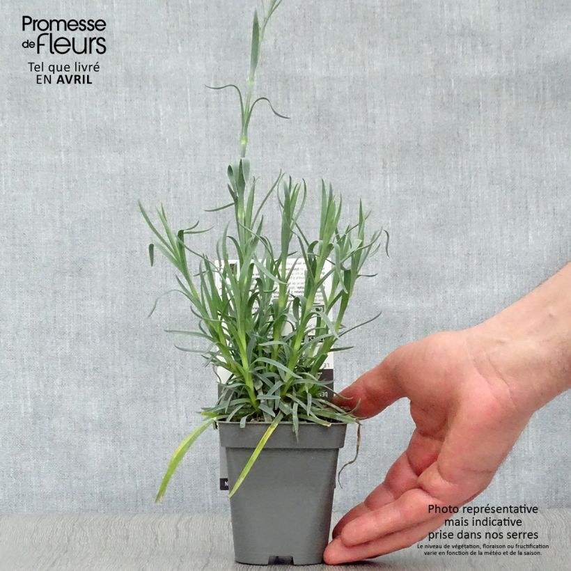 Spécimen de Dianthus plumarius Lady in Red - Oeillet mignardise Godet de 8 cm tel que livré au printemps