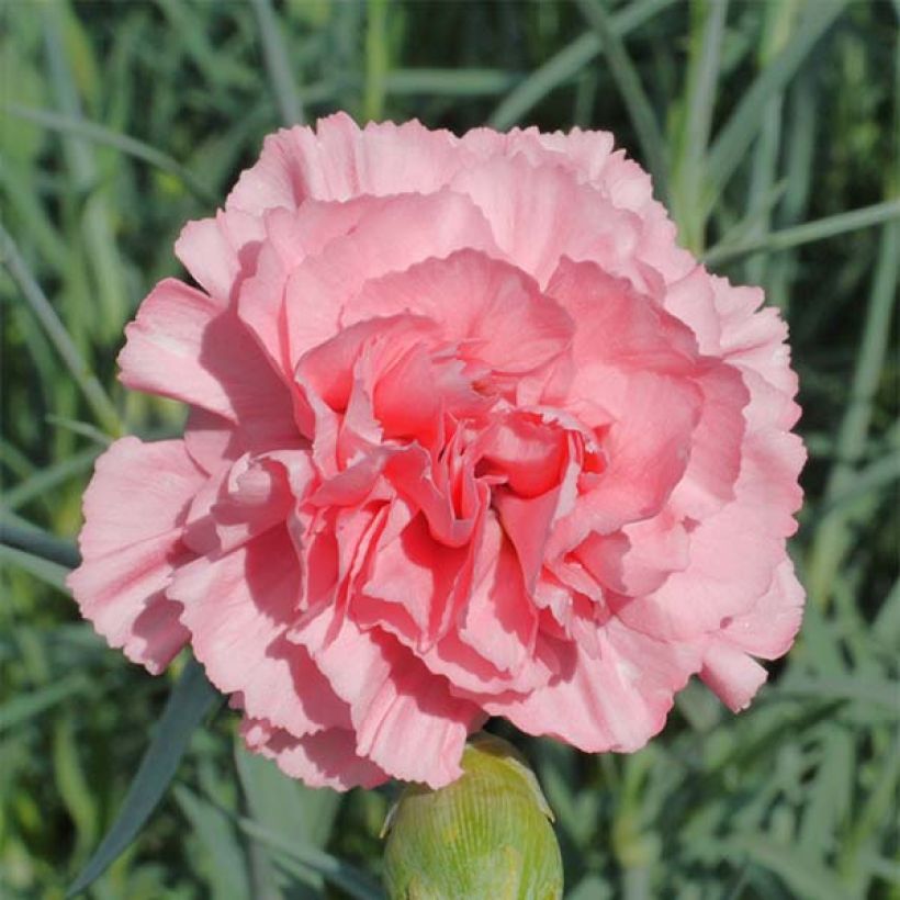 Dianthus plumarius Letitia Wyatt - Oeillet mignardise (Floraison)