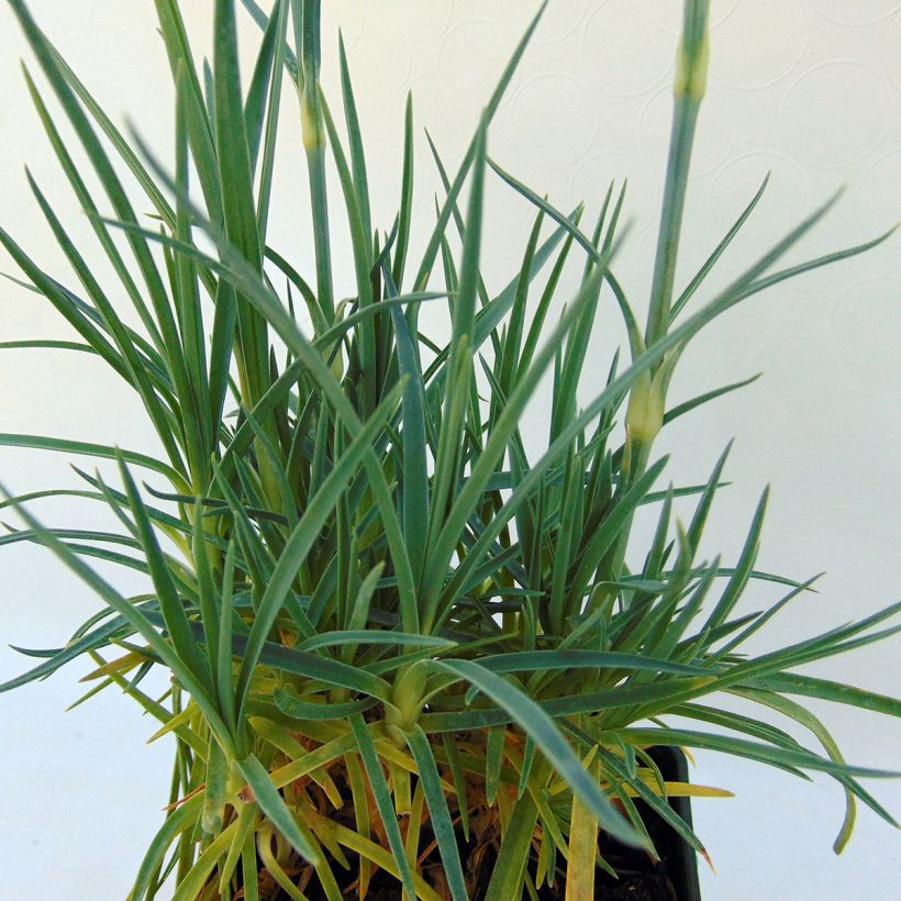 Dianthus plumarius Letitia Wyatt - Oeillet mignardise (Feuillage)