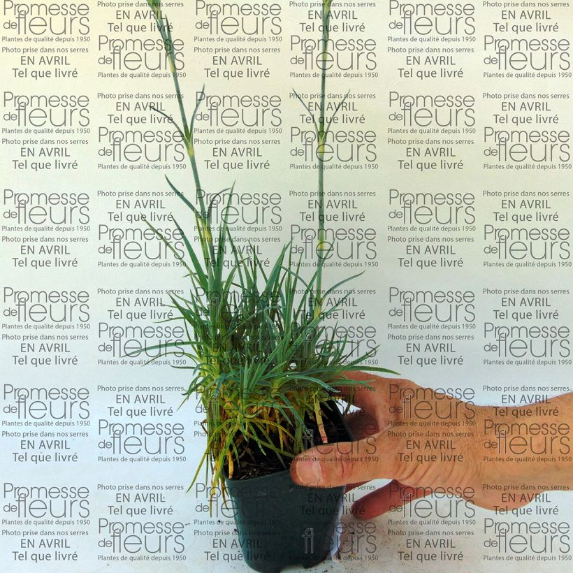 Exemple de spécimen de Dianthus plumarius Letitia Wyatt - Oeillet mignardise Godet de 8/9 cm tel que livré