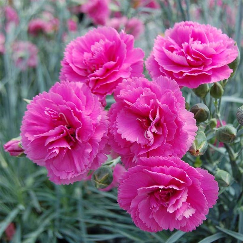 Dianthus plumarius Lily the Pink - Oeillet mignardise (Floraison)