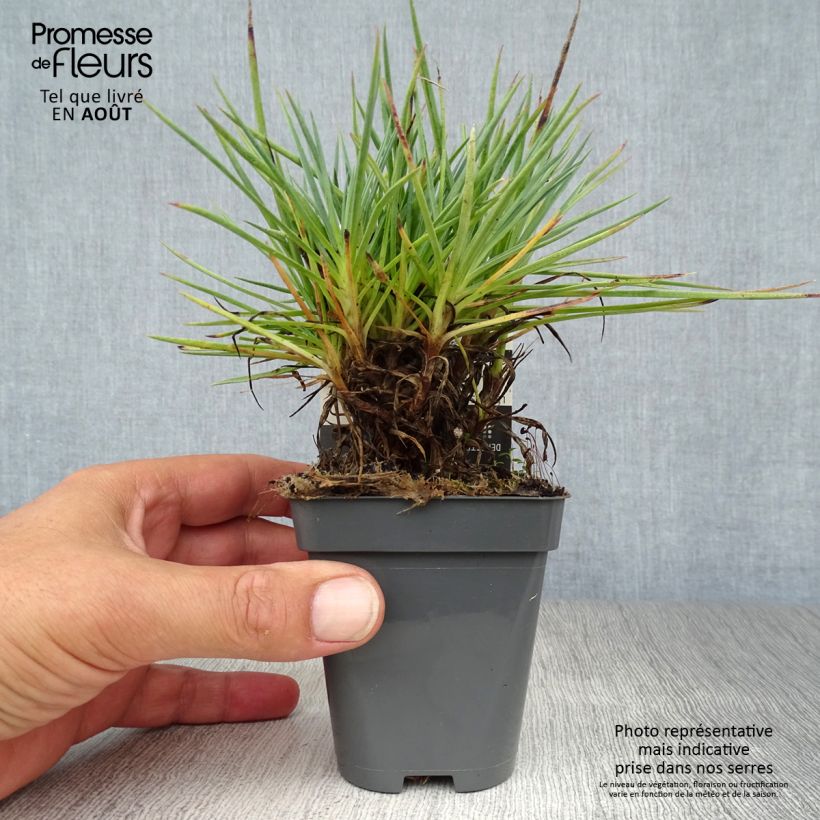 Spécimen de Dianthus plumarius Lily the Pink - Oeillet mignardise Godet de 8/9 cm tel que livré en été