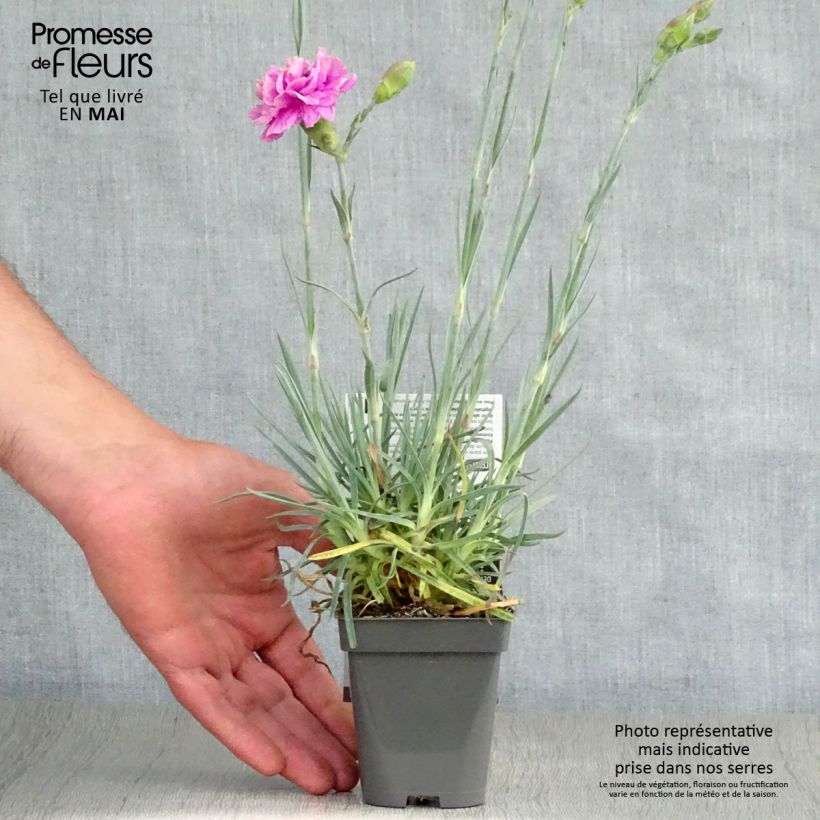 Spécimen de Dianthus plumarius Lily the Pink - Oeillet mignardise Godet de 8 cm tel que livré au printemps
