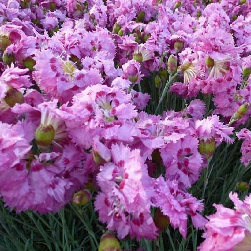 Dianthus plumarius Maggie - Oeillet mignardise (Floraison)