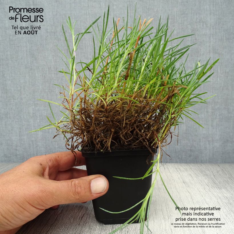 Spécimen de Dianthus plumarius Maggie - Oeillet mignardise Godet de 8/9 cm tel que livré en été