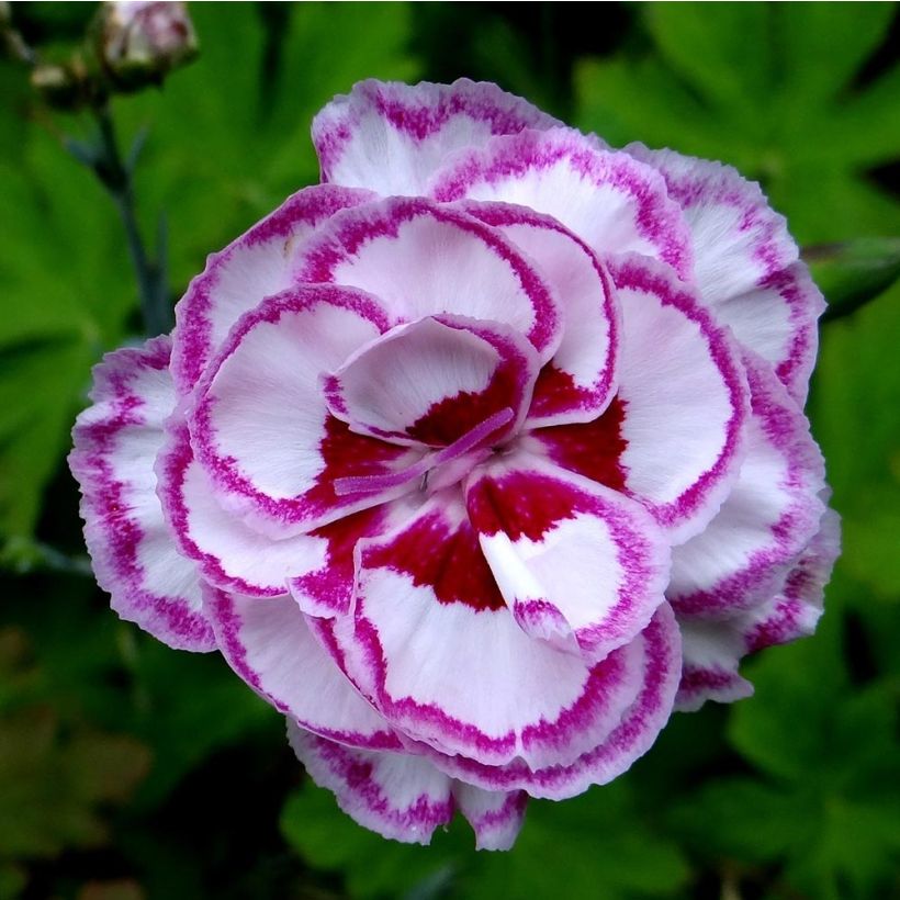 Dianthus plumarius Moulin Rouge (Pink Bicolour) - Oeillet mignardise (Floraison)